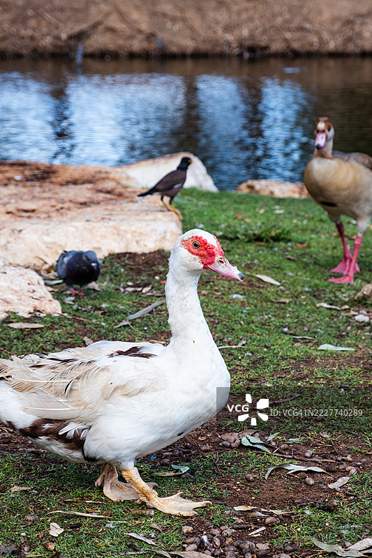 一只羽毛蓬乱、面部红色的番鸭，站在绿色的草地上，靠近水源，背景中还有其他鸟类，位于一个充满活力的自然公园区域，天气晴朗，阳光明媚，地点是以色列的马哈兹特拉维夫的拉马特甘。图片素材