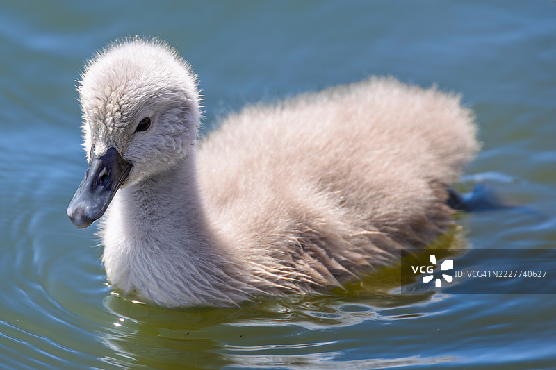特写的无声天鹅在湖中游泳，费尔德，英国，英国图片素材