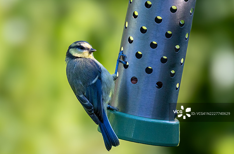 年轻的蓝山雀在英国卡恩福斯的RSPB莱顿莫斯图片素材