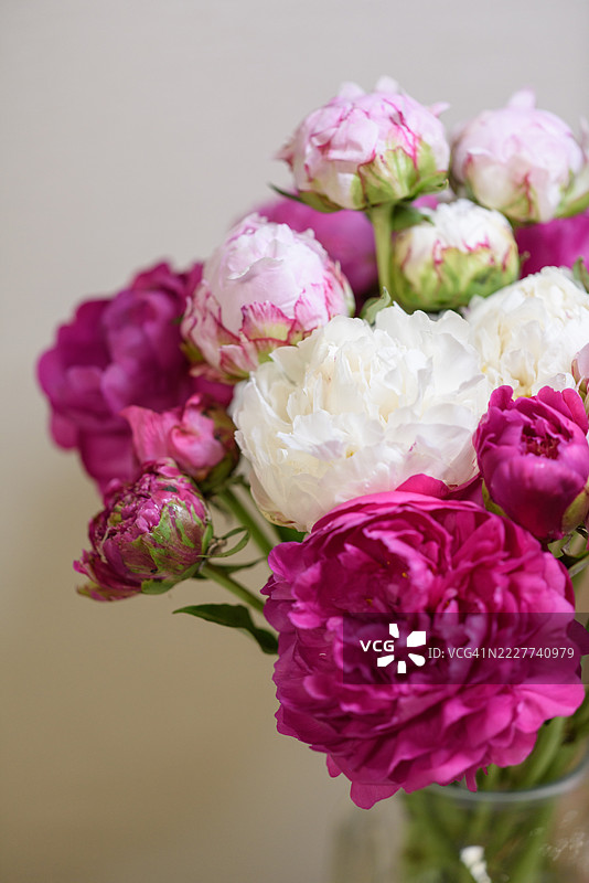 粉色玫瑰特写， 北京，中国图片素材