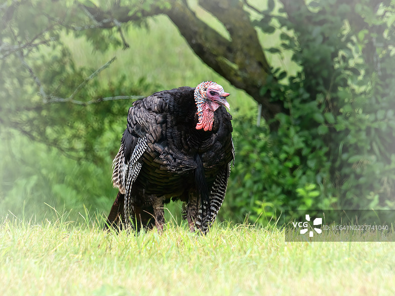 田野上的火鸡特写，明尼阿波利斯，明尼苏达州，美国图片素材