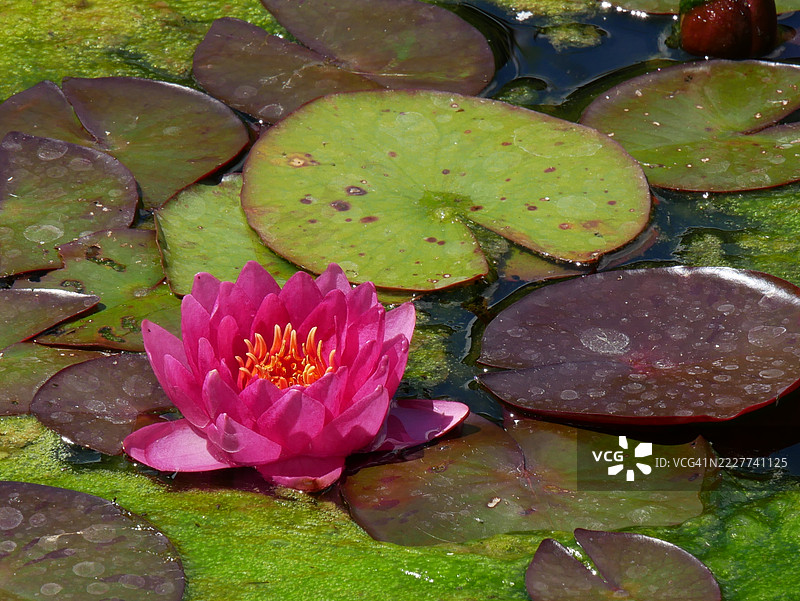 湖中水莲的特写，德国巴伐利亚州斯塔特劳林根图片素材