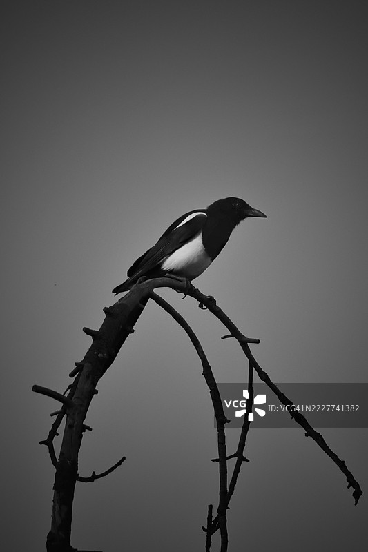 低角度视图的喜鹊栖息在树枝上，背景是天空图片素材