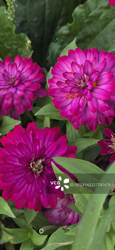 威斯康星州丹县的粉色开花植物特写图片素材