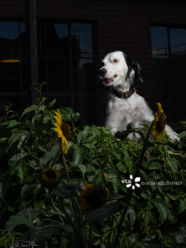英式设得兰犬在植物旁的特写，科罗拉多州福特柯林斯，美国图片素材