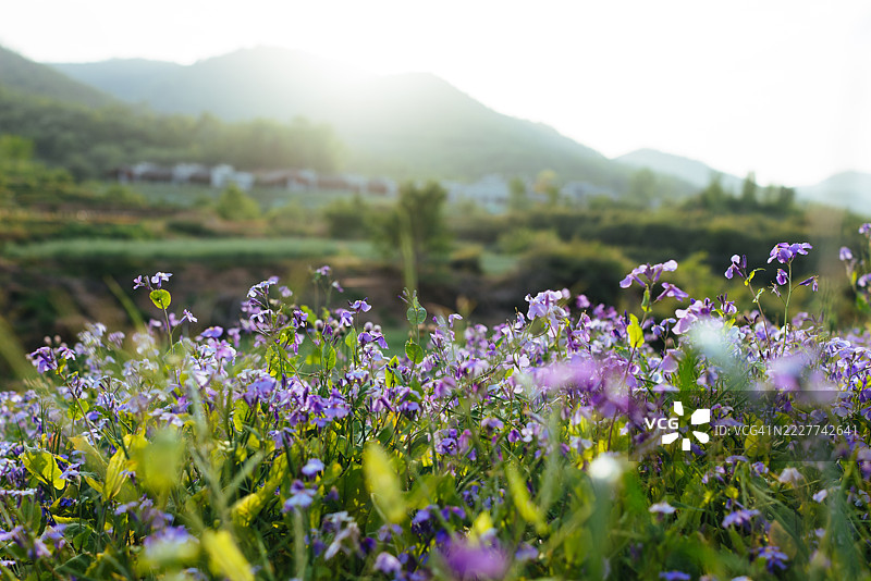 紫色开花植物在田野上与天空的特写图片素材