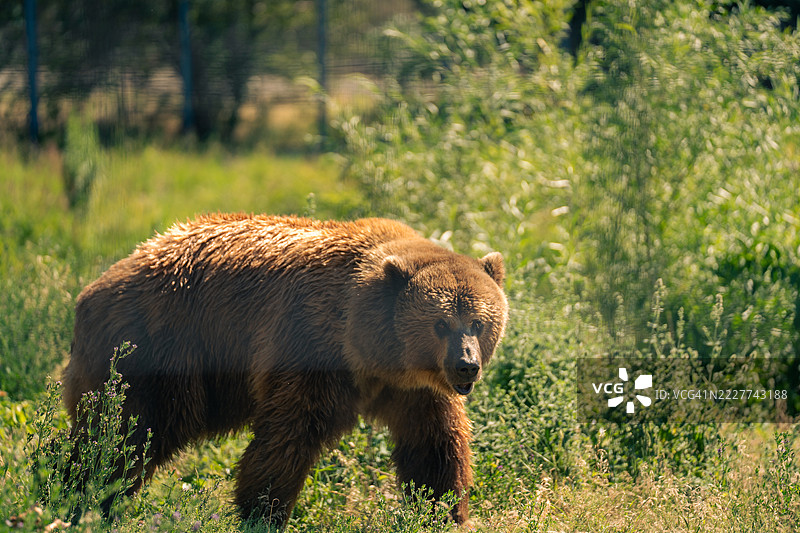 棕色欧亚棕熊侧面站立在田野上，加拿大不列颠哥伦比亚省卡姆卢普斯。图片素材