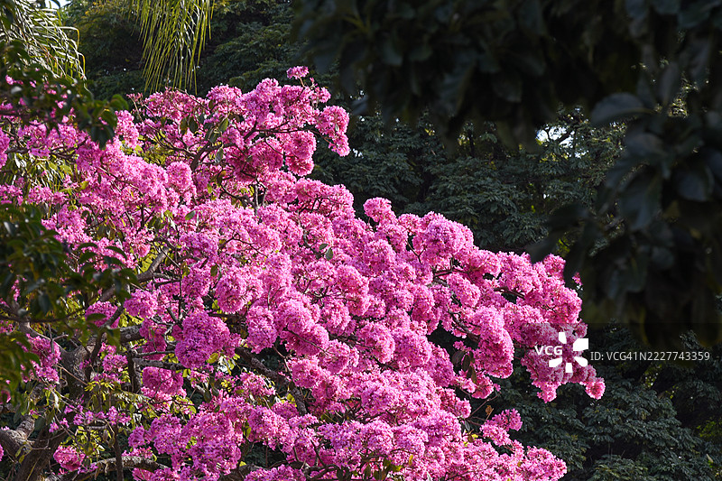 粉色开花植物的特写，巴西圣保罗坎皮纳斯图片素材
