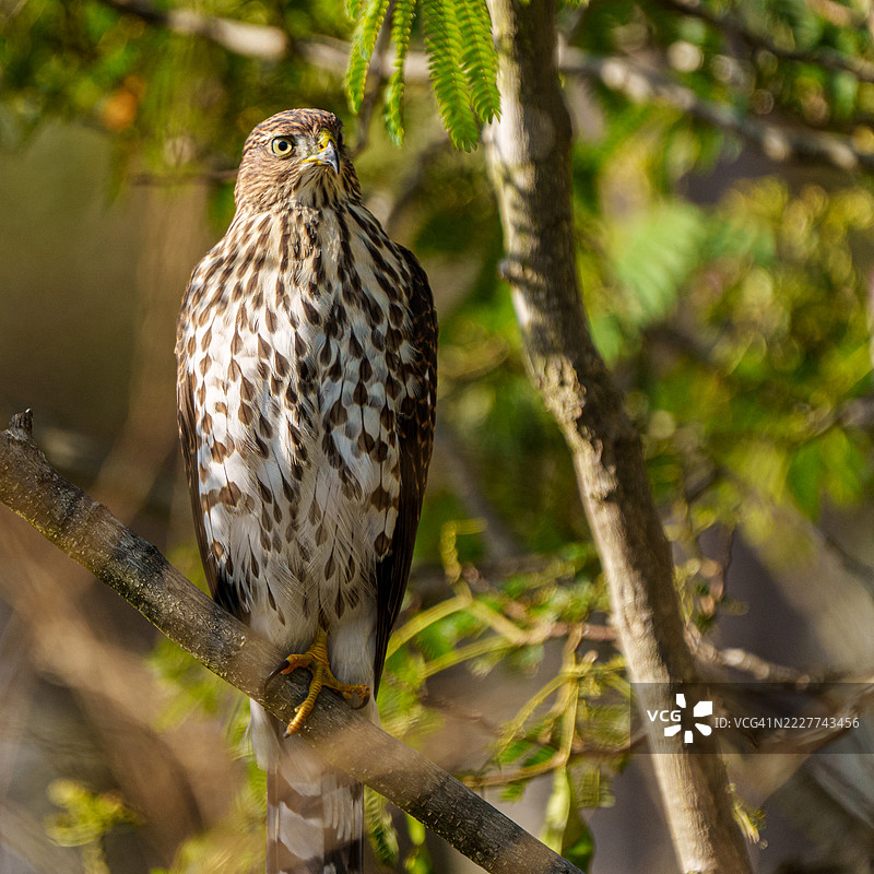 库珀鹰图片素材