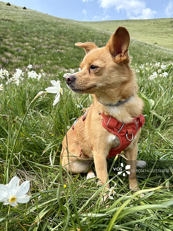 草地上的小型犬特写，斯洛文尼亚耶塞尼采图片素材