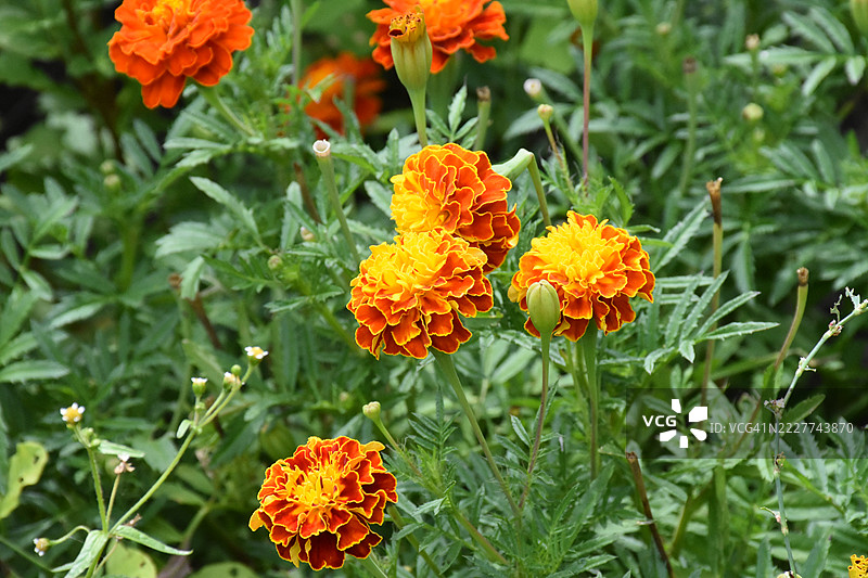 乌克兰盛开的鲜艳橙色万寿菊图片素材