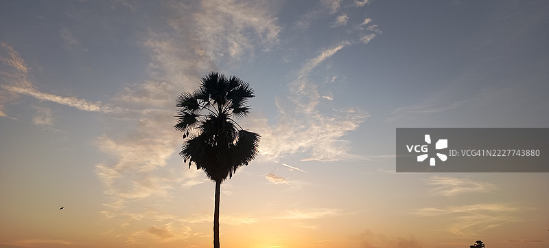 日落时分，马来西亚吉兰丹州天空中棕榈树的剪影低角度视图图片素材