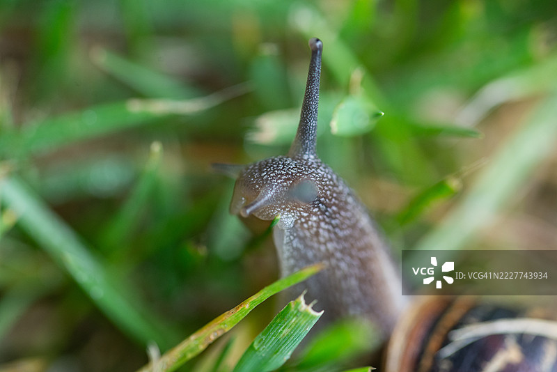 植物上的昆虫特写，普利茅斯，英国图片素材