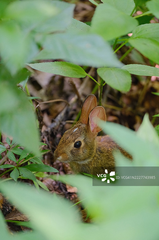 兔子特写，哈里森堡，弗吉尼亚州，美国图片素材