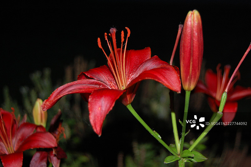 红色花朵特写，威奇托，堪萨斯州，美国图片素材