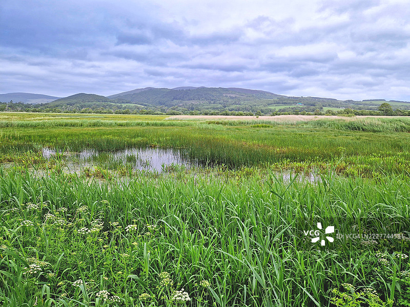 邓弗里斯和加洛韦的湿草地栖息地图片素材