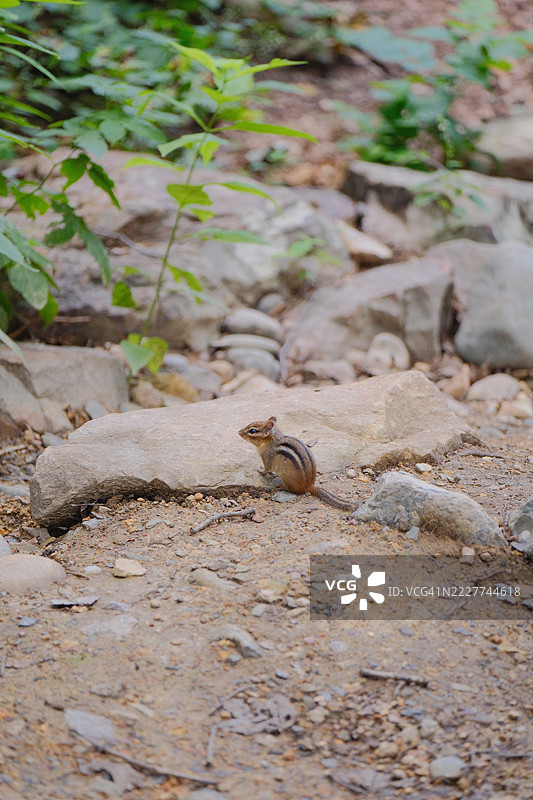 岩石上的花栗鼠特写，哈里森堡，弗吉尼亚州，美国图片素材