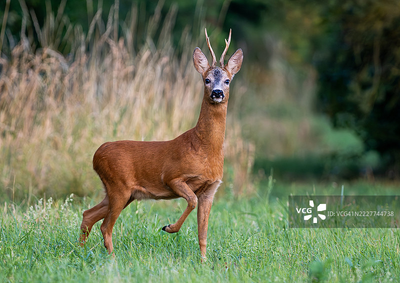 德国哈雷的田野上站着的梅花鹿肖像图片素材