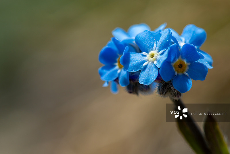 法国紫色开花植物特写图片素材