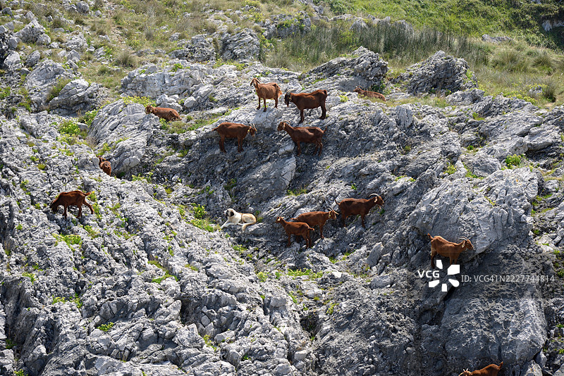 高角度视图的山羊在田野上，西班牙阿斯图里亚斯公国兰尼斯图片素材