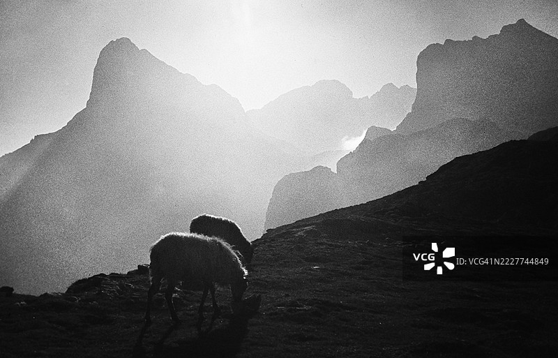 1977年西班牙皮科斯德欧洲国家公园黑白胶卷图片素材