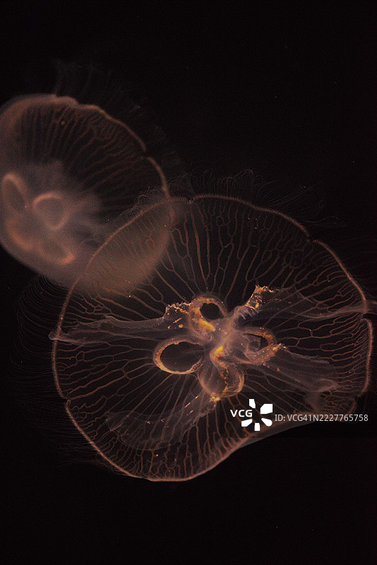 在黑暗水族馆中发光的生物发光水母图片素材