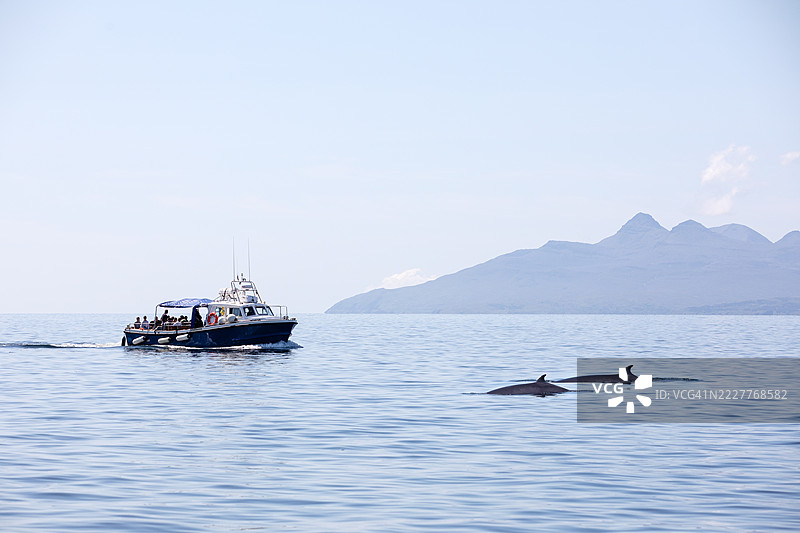 在苏格兰斯凯岛埃尔戈尔海岸，明克鲸与旅游船相遇图片素材