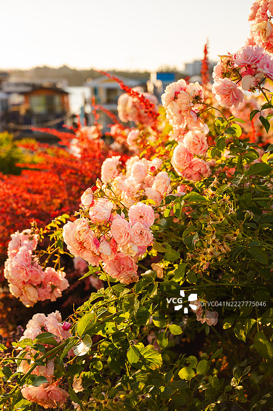 公园里的花朵特写图片素材