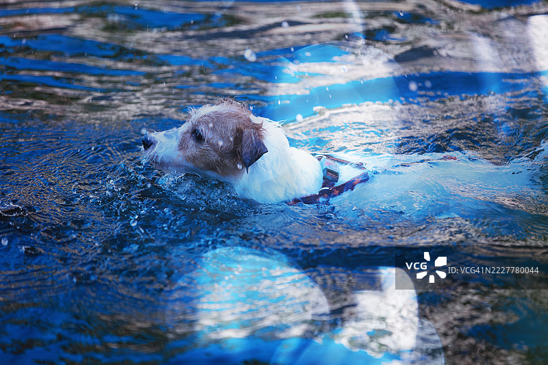 在河里游泳图片素材