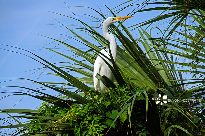 大白鹭侧面图图片素材