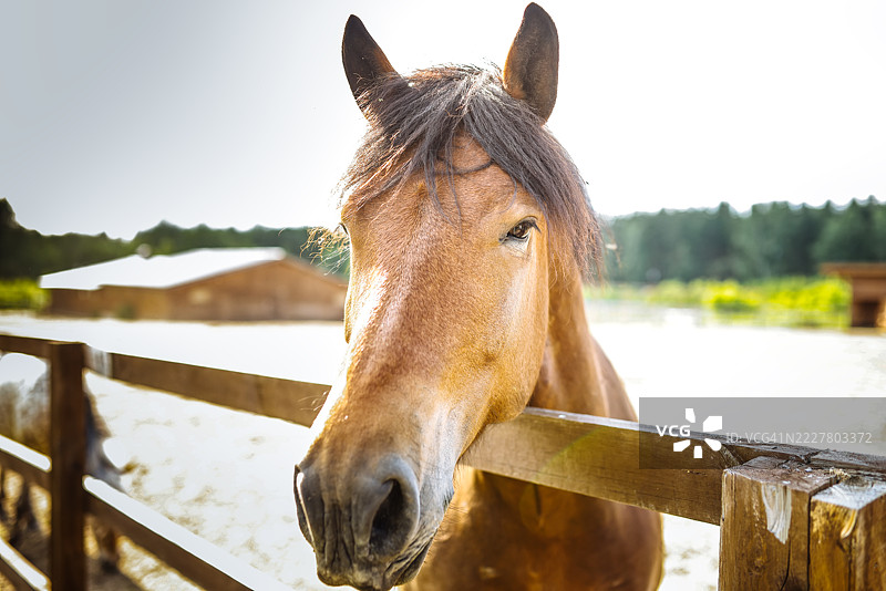 农场之美：马厩中修饰得体的重型马肖像图片素材