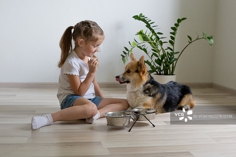 女孩在家里喂养和照顾柯基犬图片素材
