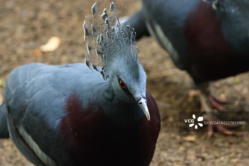 两只美丽的维多利亚冠鸠（Goura victoria）的特写镜头。图片素材