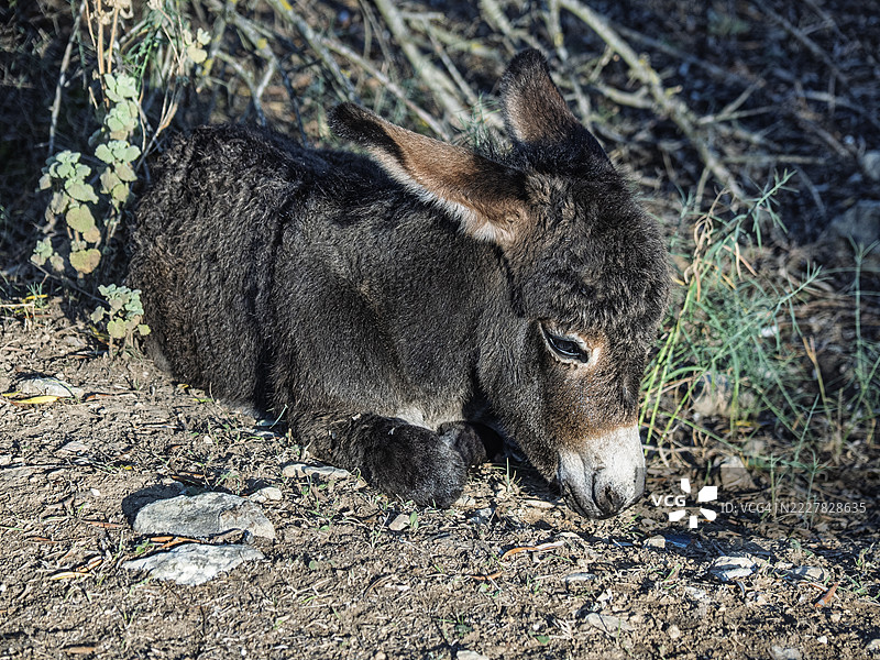 一只年轻的小驴在乡村的户外休息。图片素材