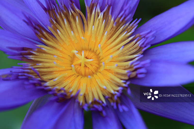 莲花花粉。图片素材