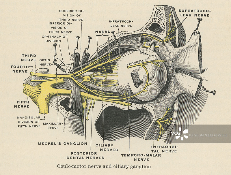 人眼解剖的古老雕刻插图，包括动眼神经和睫状神经节，以及副交感神经系统对眼球运动和视觉的控制图片素材