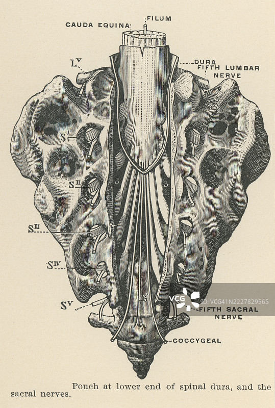 脊髓硬膜下端的囊袋和骶神经的老版雕刻插图图片素材
