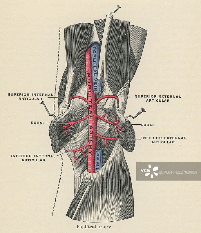 老式雕刻插图，显示腘动脉，这是一条位于腿部的主要动脉，特别位于膝盖后方的腘窝内。图片素材