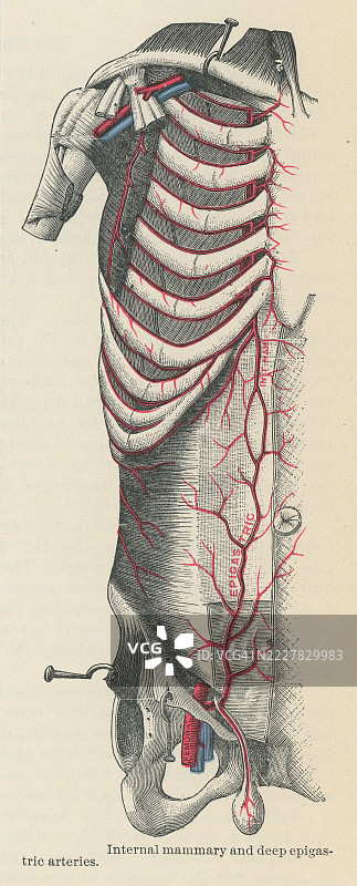 旧版雕刻插图显示了内乳动脉（也称为内胸动脉）和深下腹壁动脉 - 这两条重要血管参与供应胸部和腹壁的血液。图片素材
