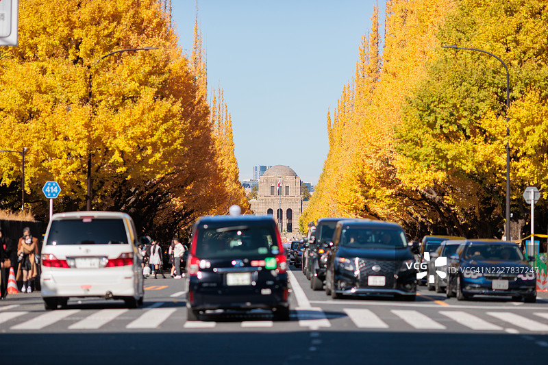 东京明治神宫外苑的秋天银杏树道图片素材