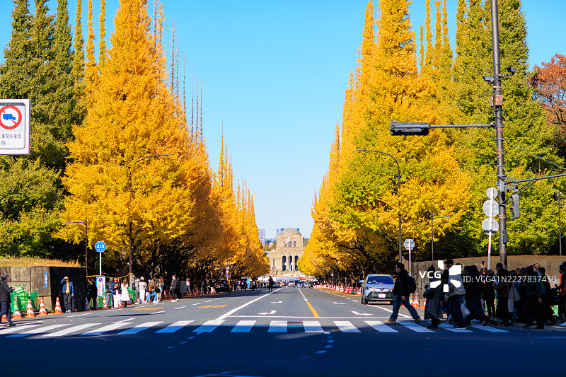 东京明治神宫外苑的秋天银杏树道图片素材