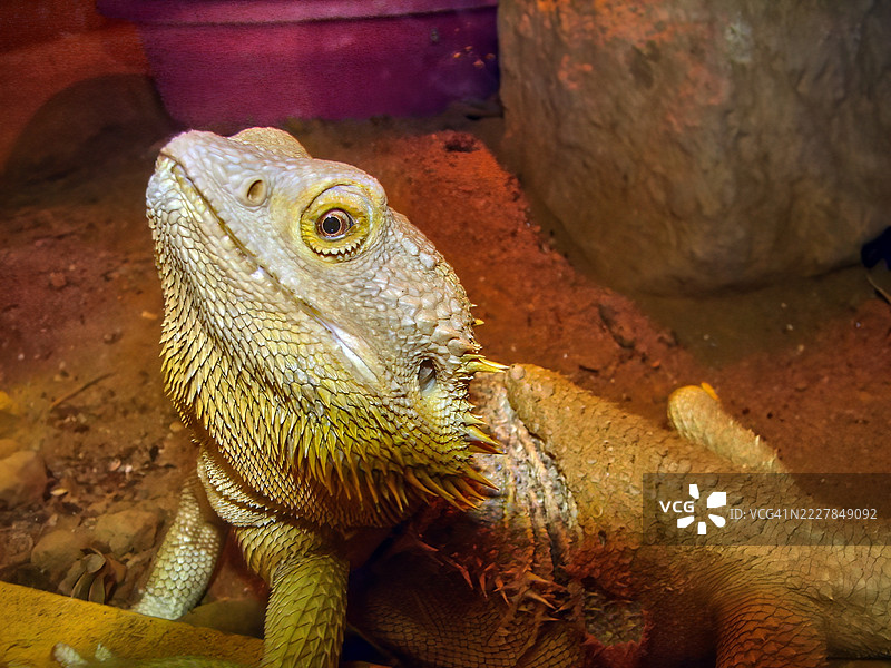 胡须龙（Pogona vitticeps）图片素材