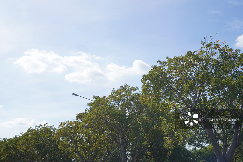 树木自然背景图片素材