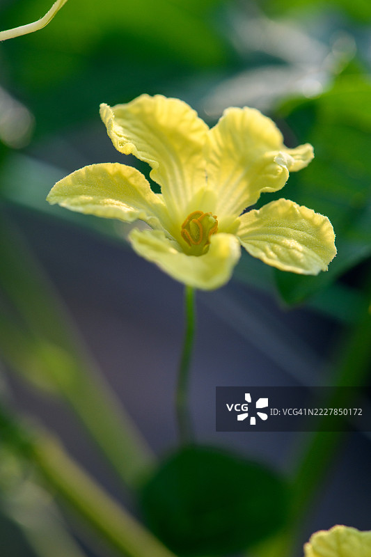 苦瓜的黄色花朵图片素材