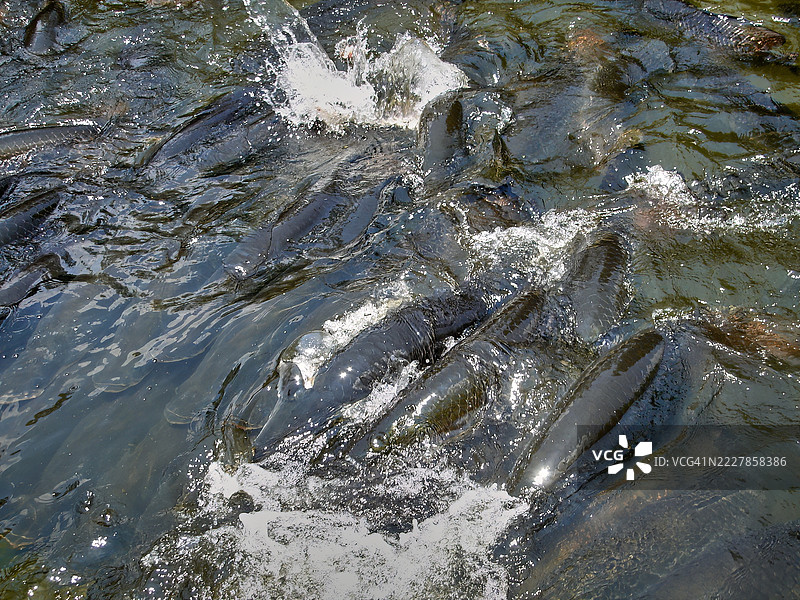 一群皮拉鲁库鱼的特写镜头。图片素材