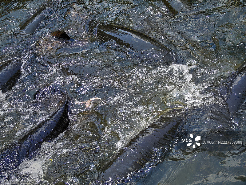 一群皮拉鲁库鱼的特写镜头。图片素材