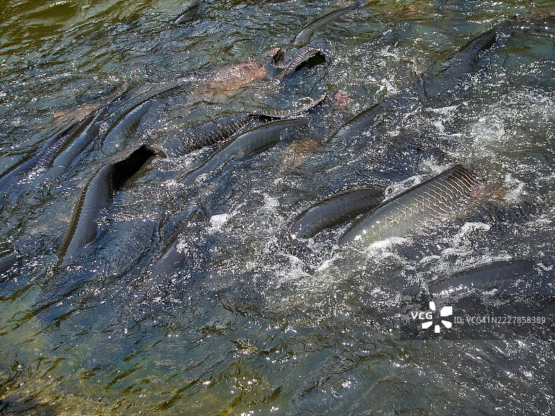 一群皮拉鲁库鱼的特写镜头。图片素材