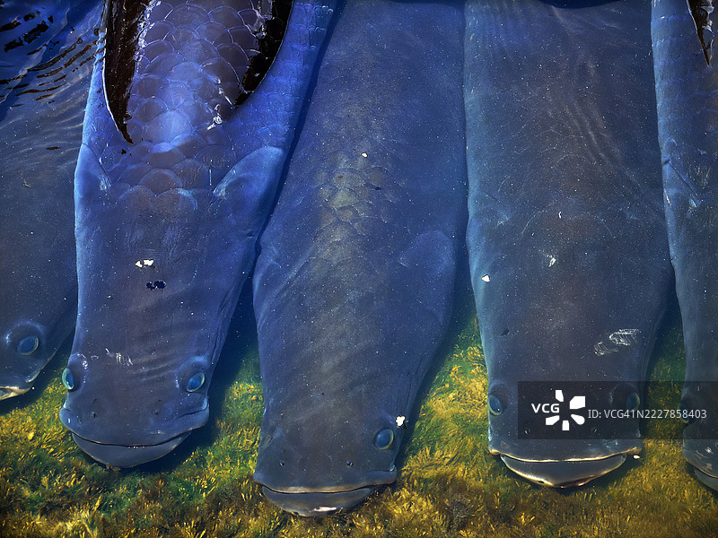 一群巨型鲶鱼（Arapaima gigas）在它们的围栏中潜水。图片素材