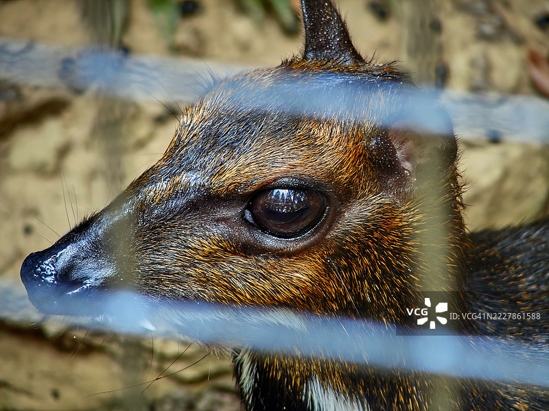 菲律宾鼠鹿（Tragulus nigricans），或称为皮兰多克，透过铁丝网的特写。图片素材