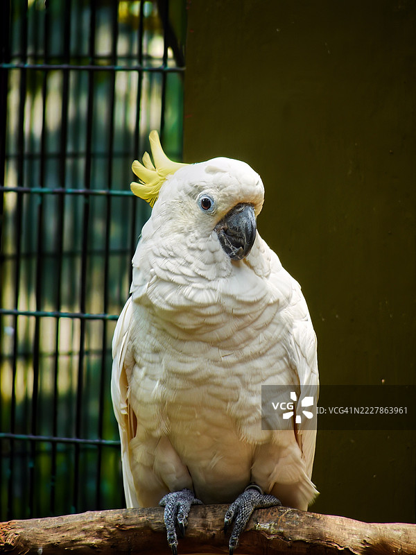 白顶鹦鹉 (Cacatua galerita)图片素材